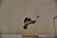 A gymnast performs a skill, mid-air, with a focus on acrobatics under a large indoor tent. The gymnast wears a competition uniform and is captured in a dynamic pose, showcasing control and strength.