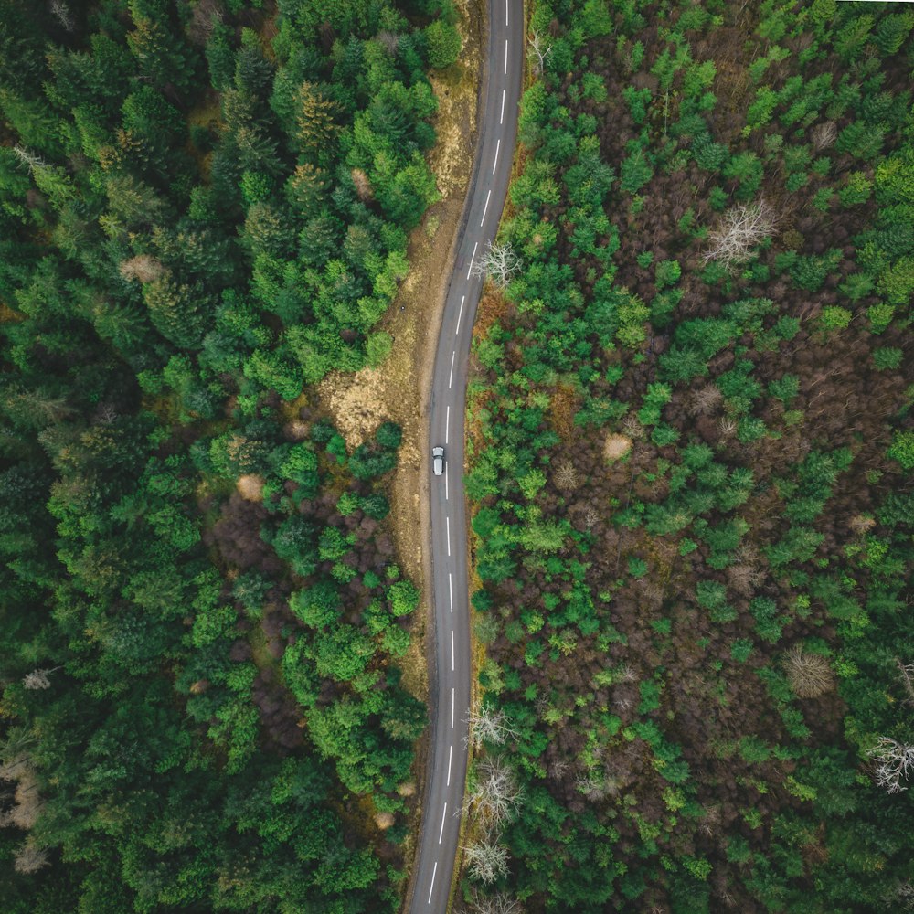 aerial view of green trees