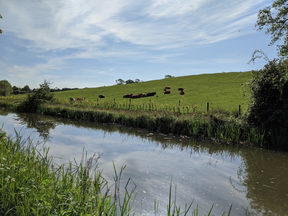 green grass field near river under blue sky during daytime