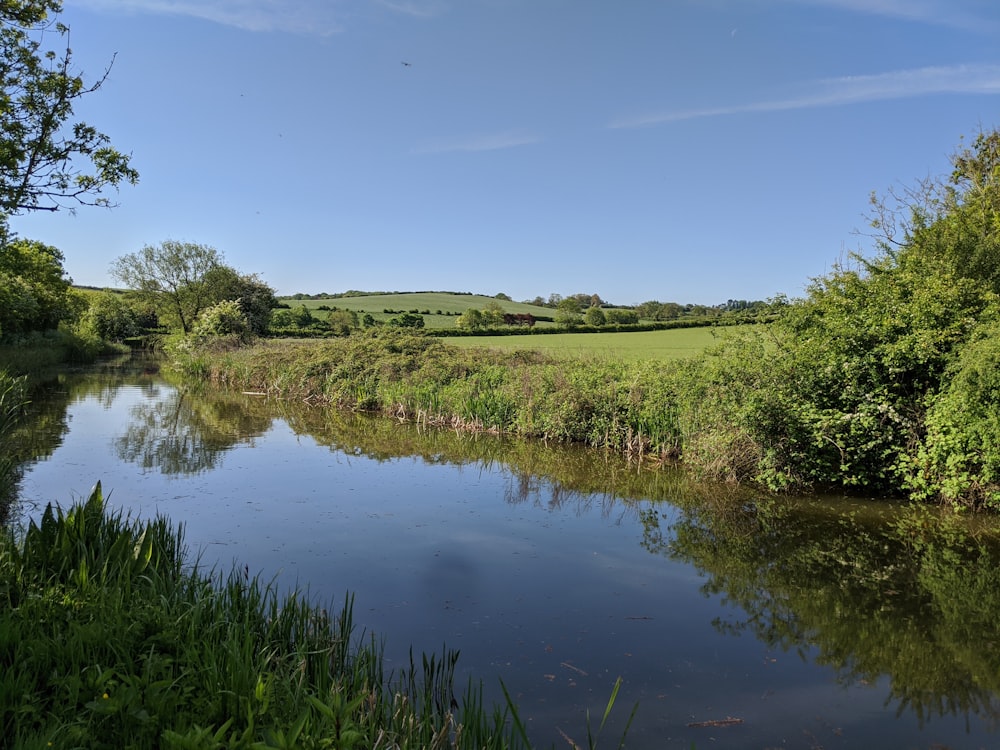 green grass near river under blue sky during daytime