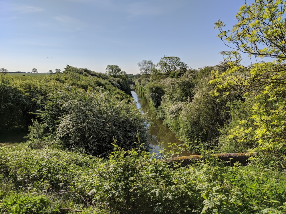 green trees near river under blue sky during daytime