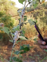A close-up of a plant stem with several black ants crawling on it. The plant's leaves are green with a white, cotton-like mass attached to the stem. A person's hand is partially visible, holding a purple object, possibly a phone or tool. The background is blurred, suggesting a natural, outdoor setting with sunlight filtering through the trees.