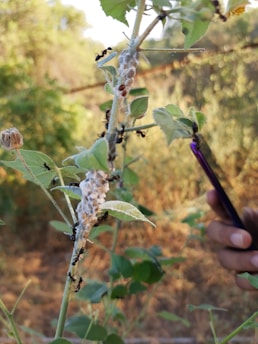 A close-up of a plant stem with several black ants crawling on it. The plant's leaves are green with a white, cotton-like mass attached to the stem. A person's hand is partially visible, holding a purple object, possibly a phone or tool. The background is blurred, suggesting a natural, outdoor setting with sunlight filtering through the trees.