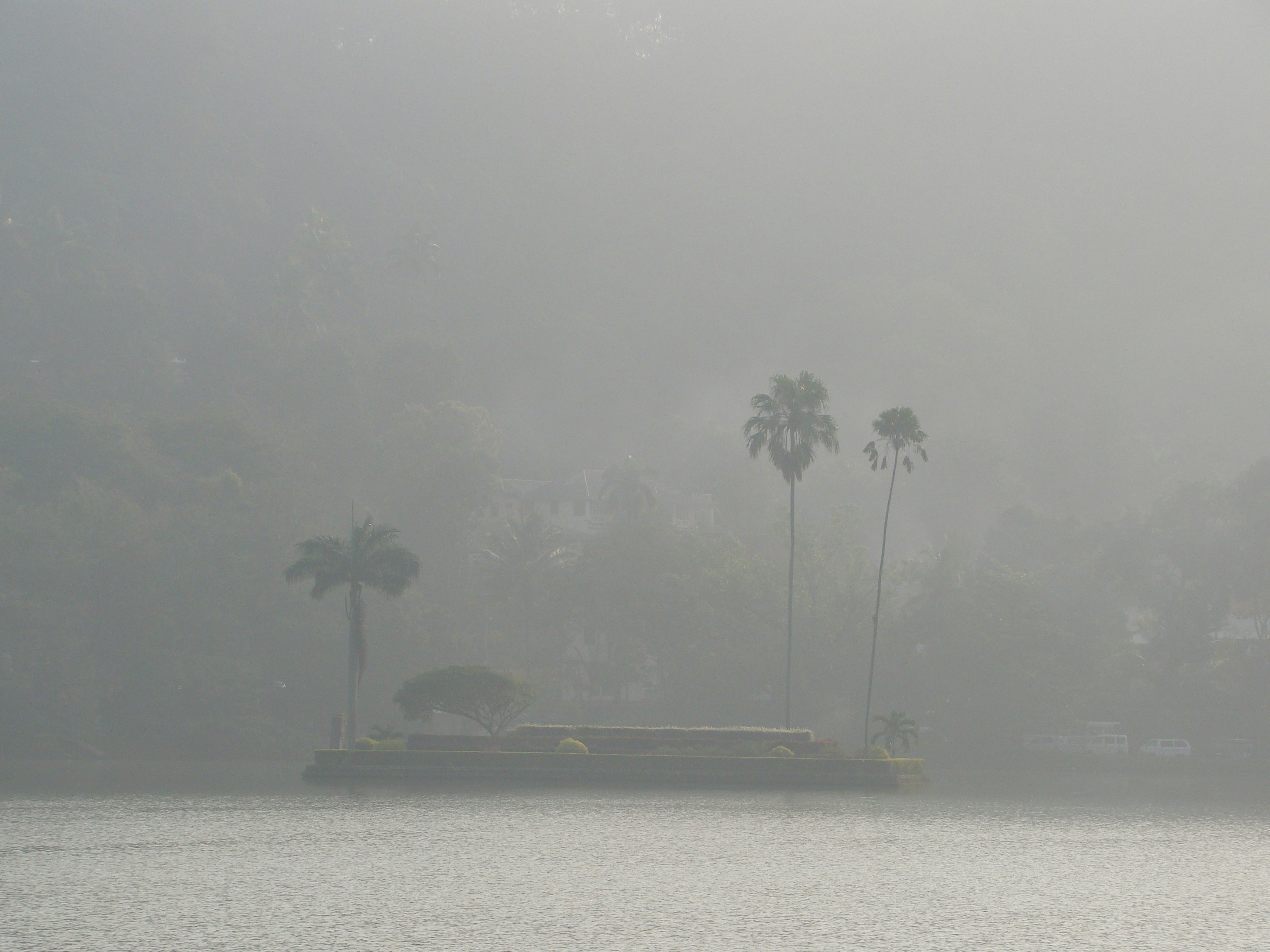 green trees near body of water during foggy weather