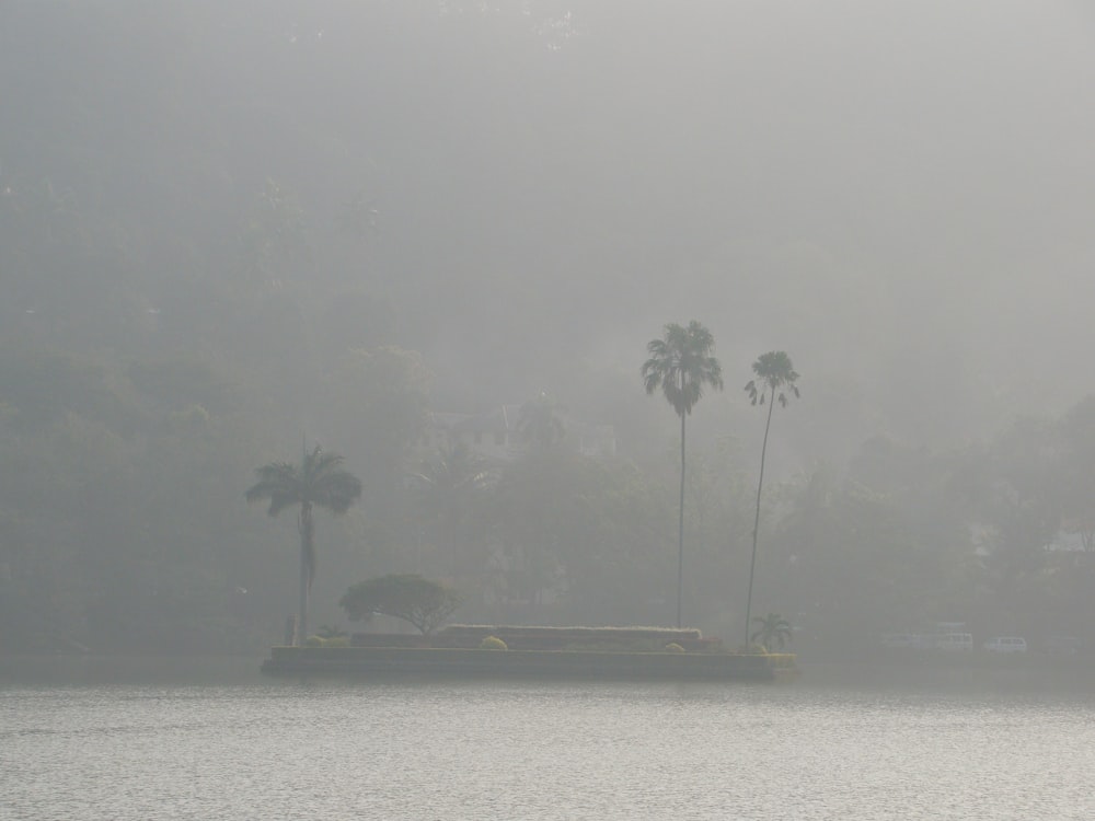 green trees near body of water during foggy weather