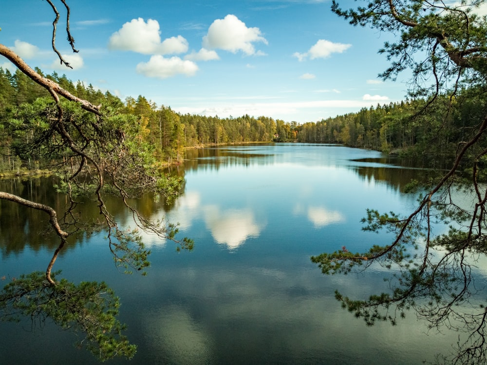 arbres verts au bord du lac sous le ciel bleu pendant la journée