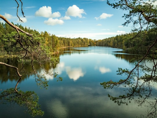 green trees beside lake under blue sky during daytime in Nuuksio Finland