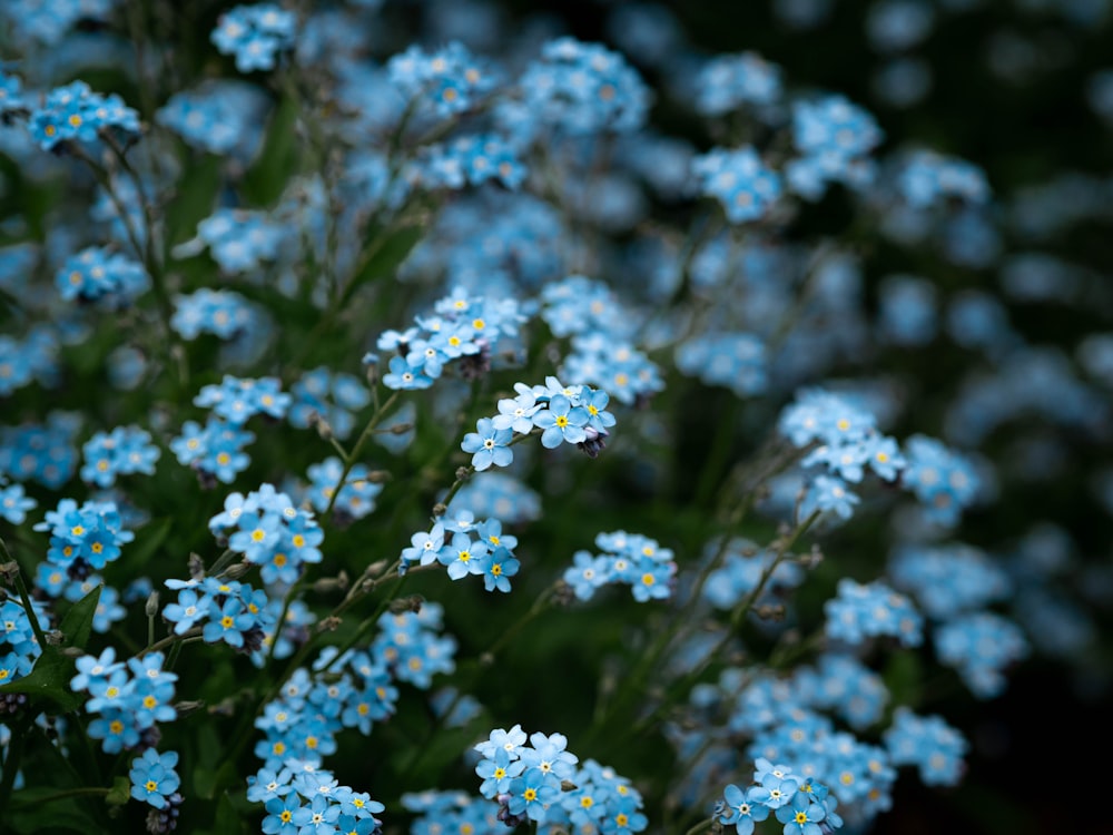 blue flowers with green leaves
