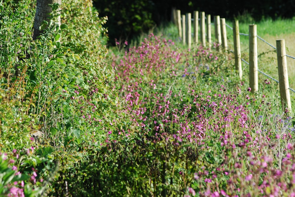 campo de flores roxas durante o dia