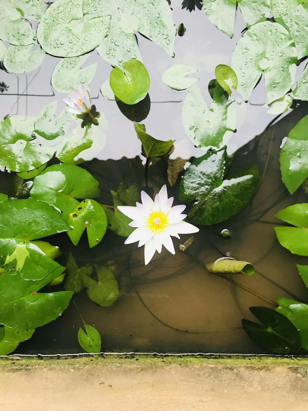 white water lily on water