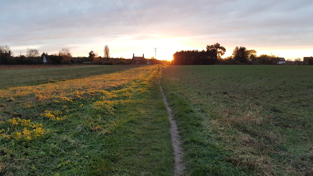 green grass field during sunset