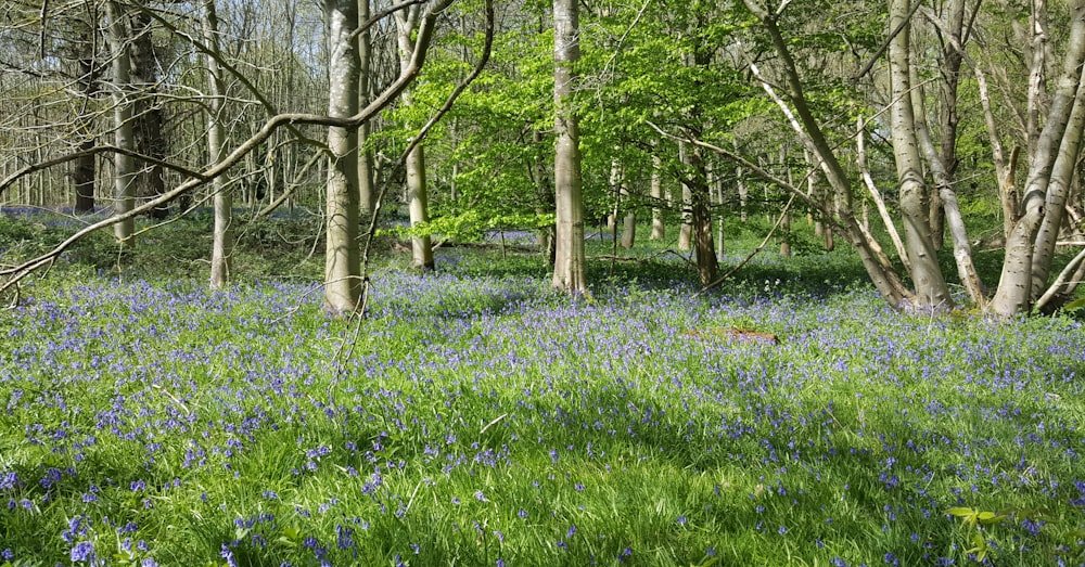 green grass field with trees