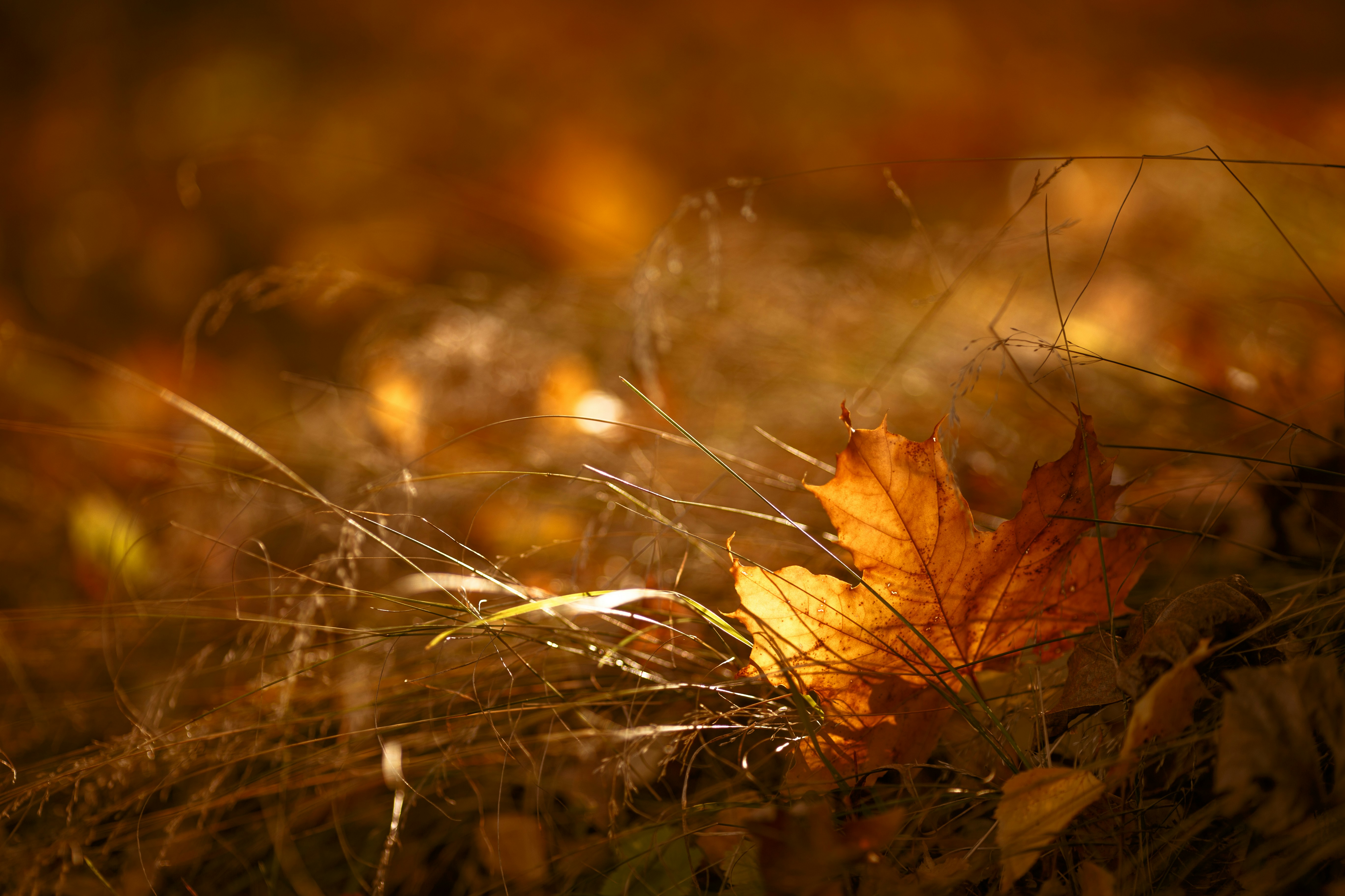 Photo by irrabagon