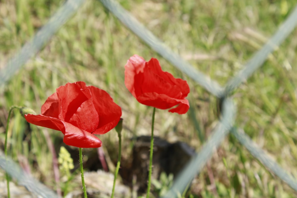 red flower beside gray chain link fence