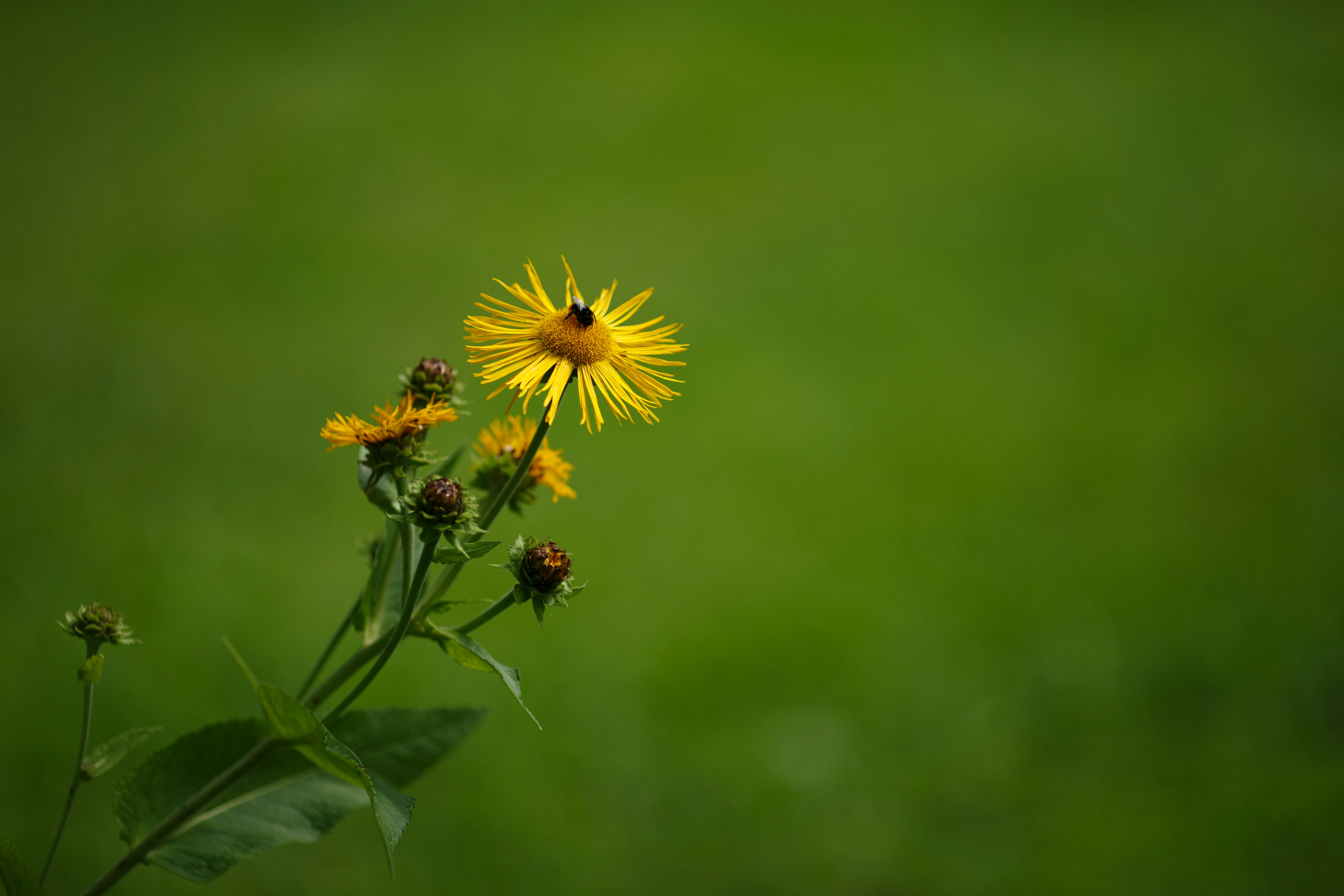 Photo by irrabagon