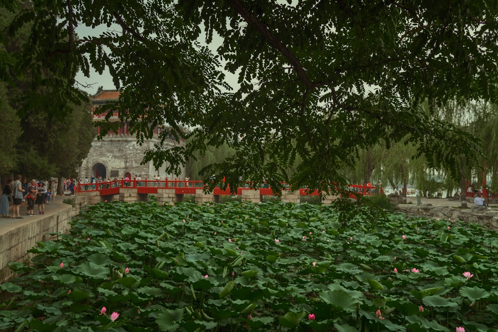 Flores rojas en el jardín durante el día