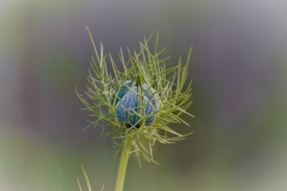 green and blue round flower