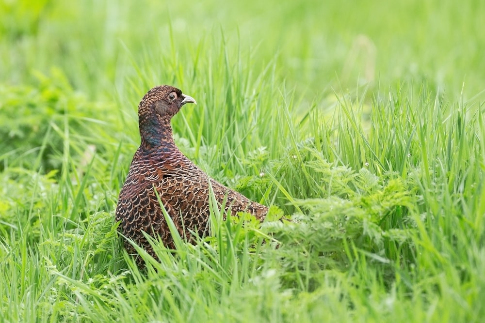 brown and black chicken on green grass field during daytime