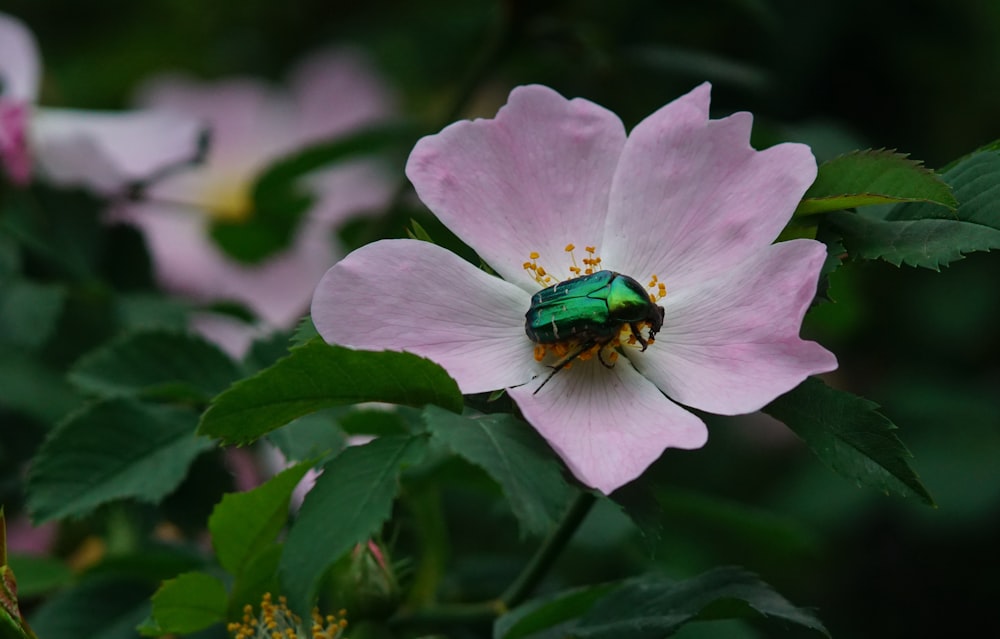 purple flower with green leaves