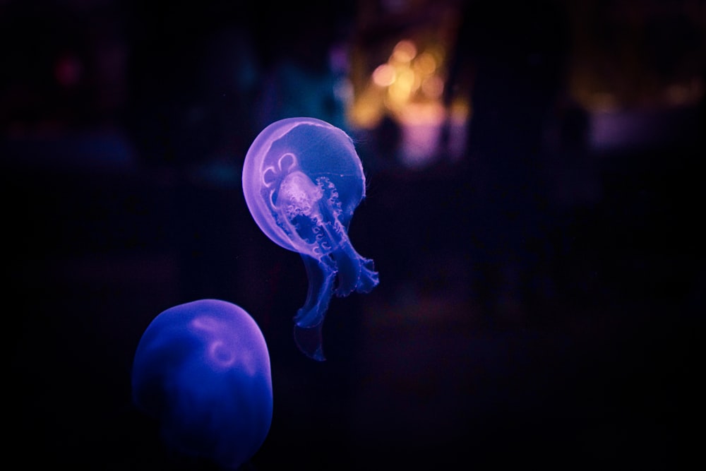 blue jellyfish in close up photography