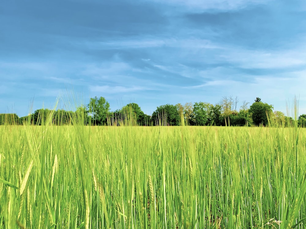 green grass field under blue sky during daytime