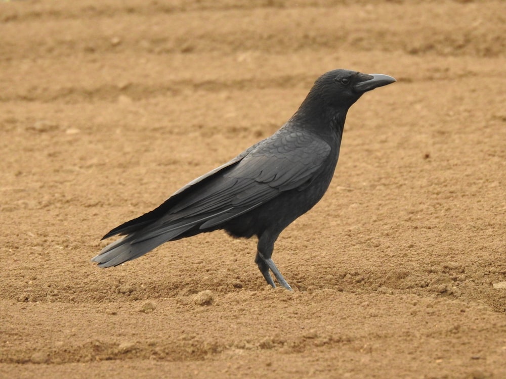 pássaro preto e cinza no campo marrom durante o dia