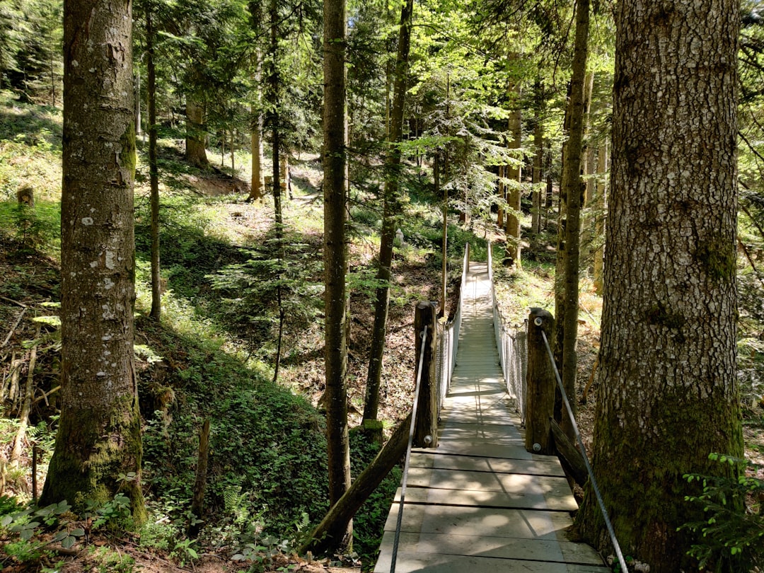 Forest photo spot Oberägeri Swiss Alps