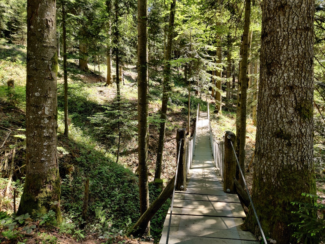Forest photo spot Oberägeri Flims