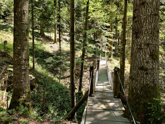 brown wooden bridge in the woods in Oberägeri Switzerland