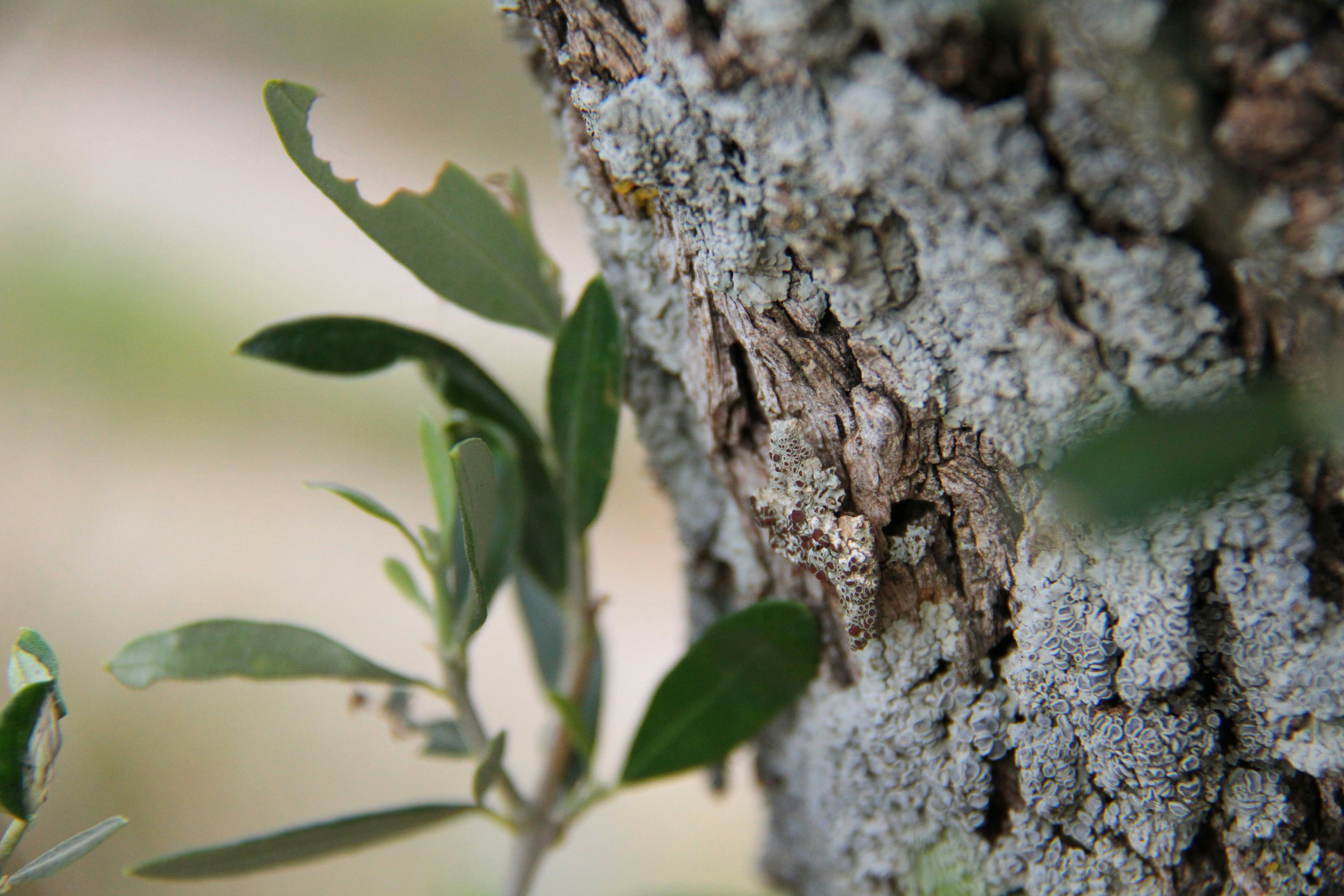 green plant on brown tree trunk