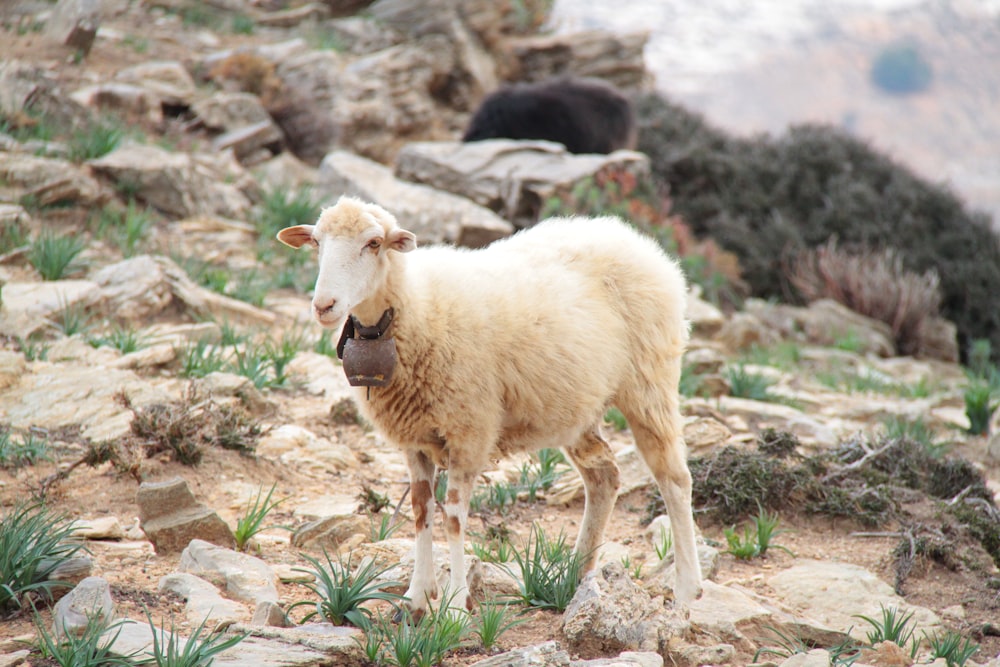 white sheep on brown soil during daytime