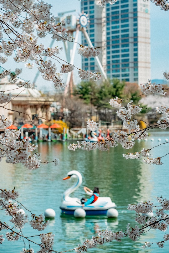 white swan on body of water during daytime in Jamsil-ro South Korea