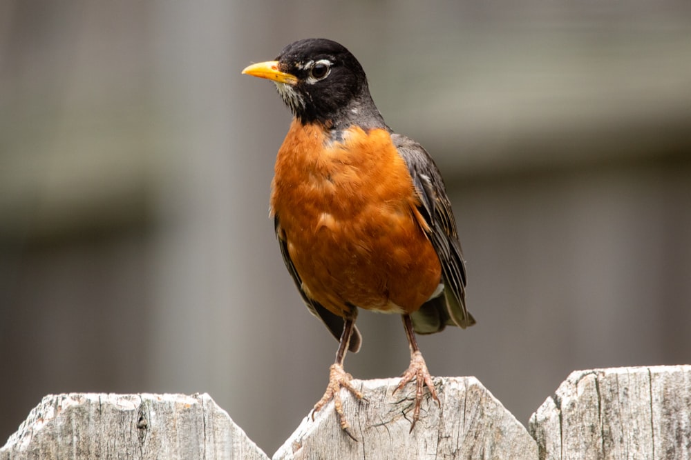 brown and black bird on brown wooden fence during daytime