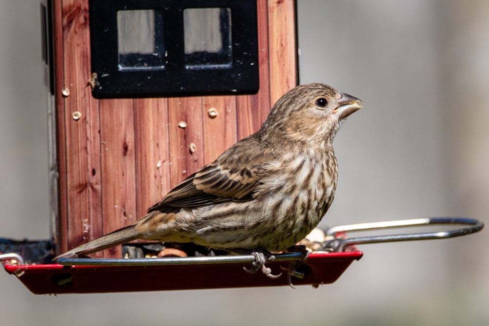 brown bird on red metal frame