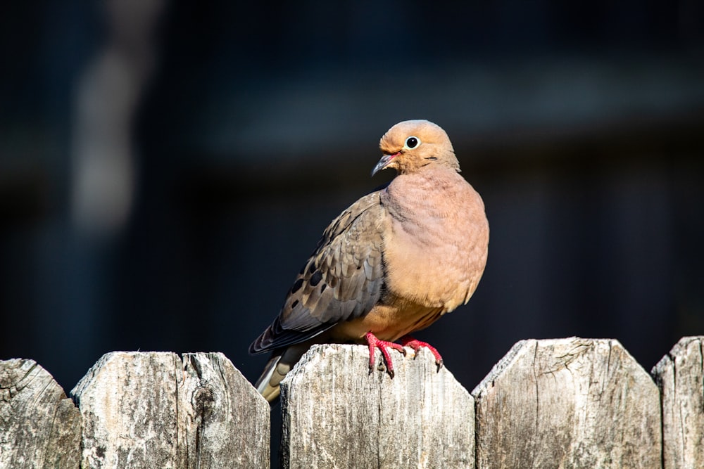 brown and gray bird on white wooden fence