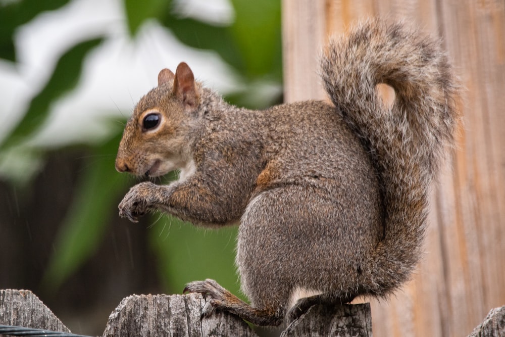 brown squirrel on brown tree branch during daytime