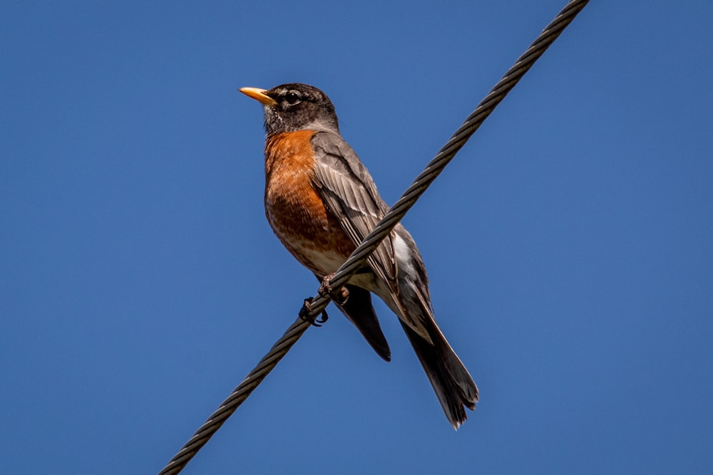 brown and black bird on gray wire during daytime