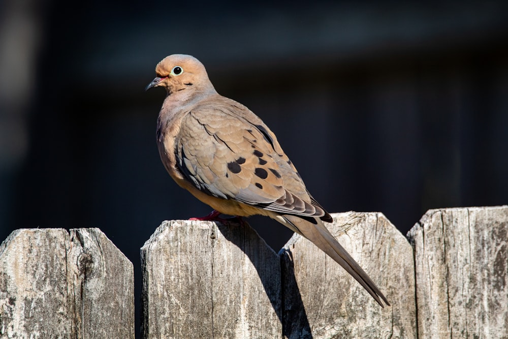 brown bird on gray wooden fence