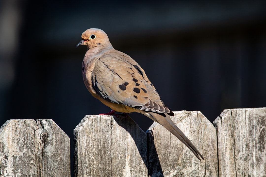 brown bird on gray wooden fence, A dove perched on the fence in my backyard.
