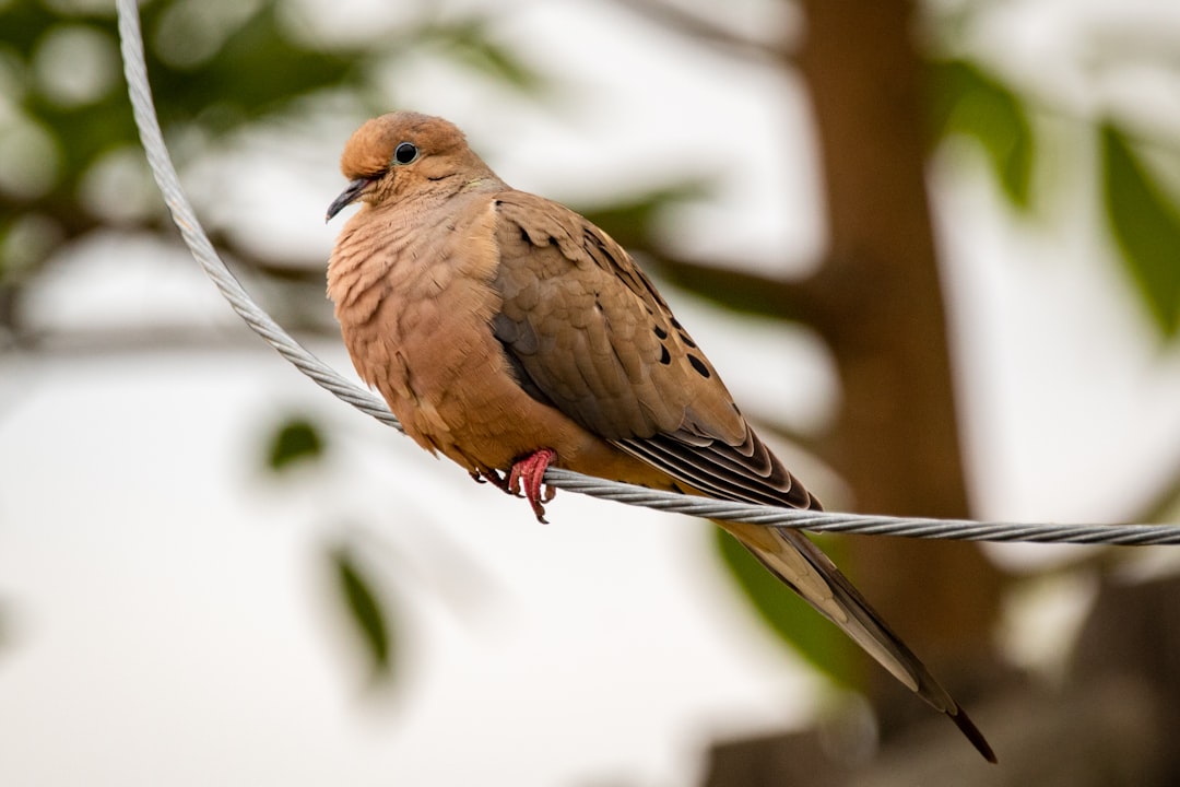 brown bird on tree branch, A dove perched on a downed telephone wire in my backyard.