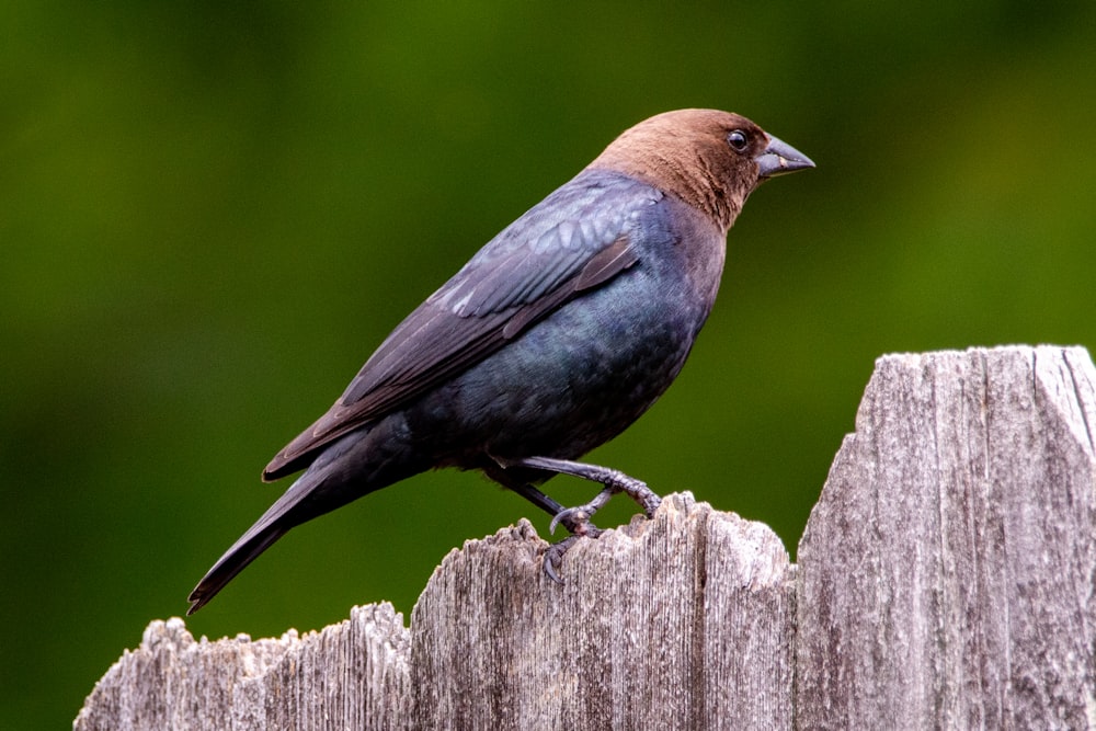 blue and brown bird on brown wooden fence