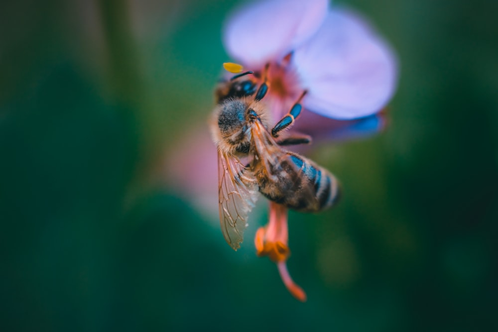 ape appollaiata su fiore blu e bianco in fotografia ravvicinata durante il giorno