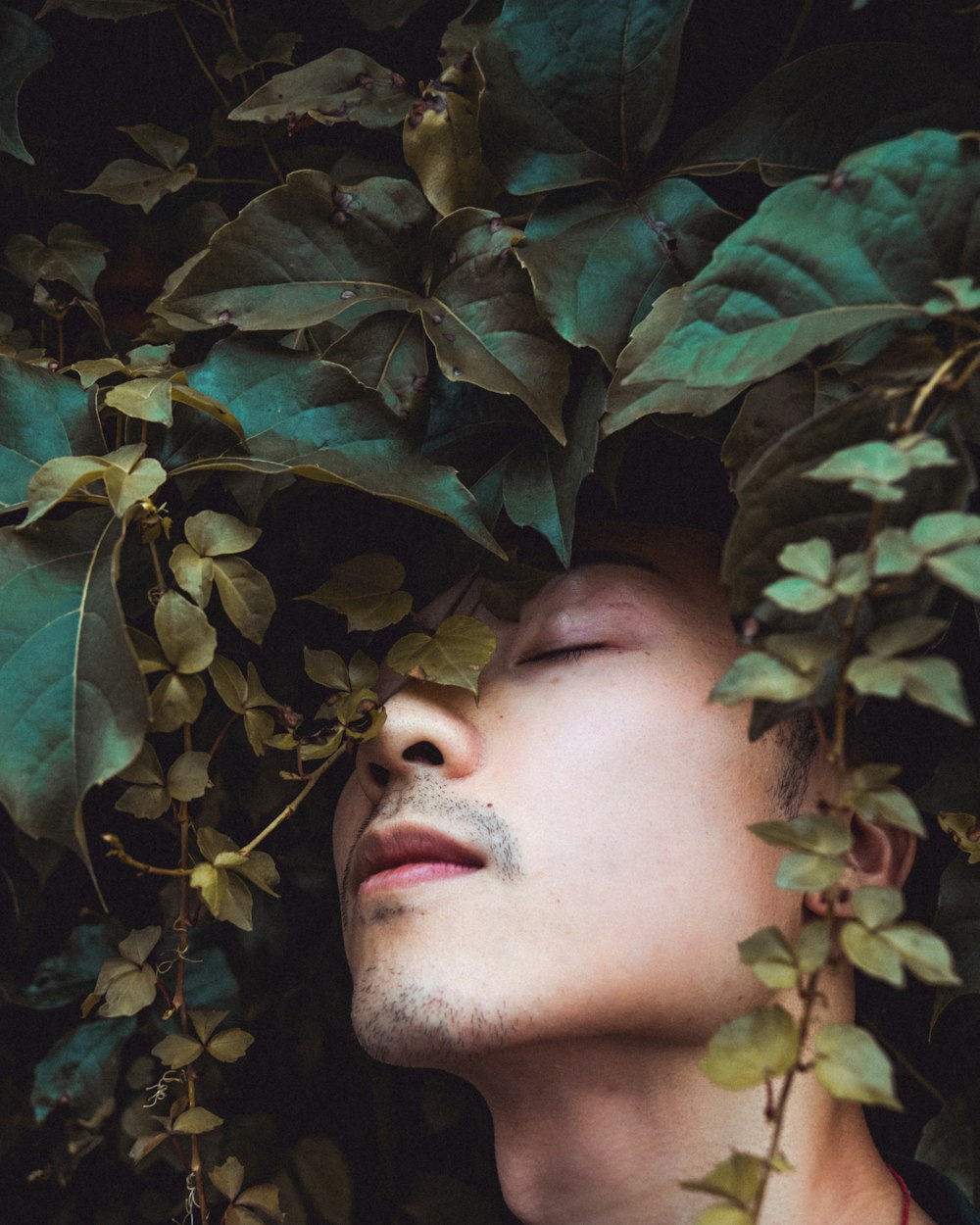 mans face on green leaves