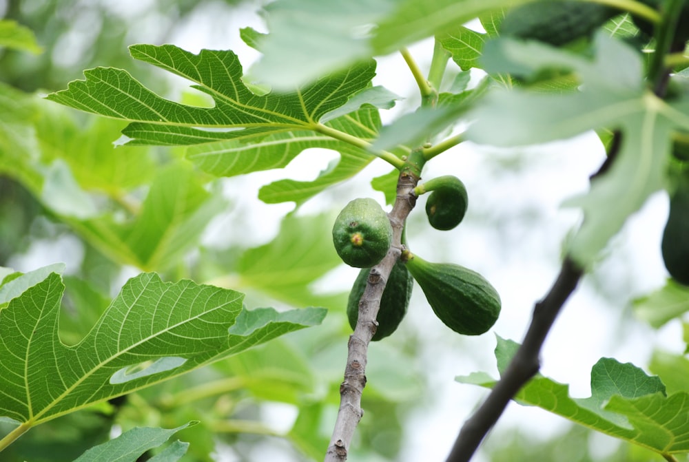 green fruit on brown tree branch during daytime