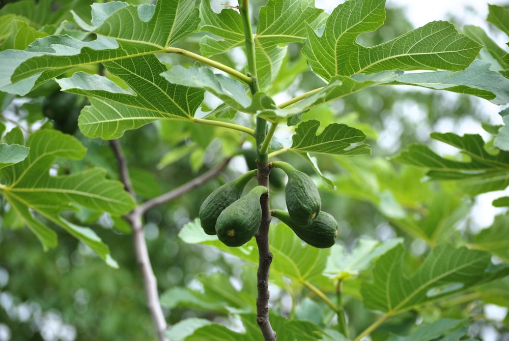 green fruit on tree branch