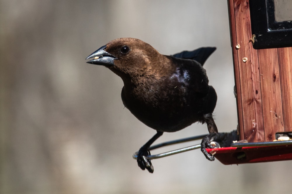 black and brown bird on red metal bar