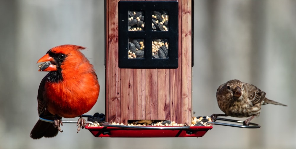 red bird on brown wooden table