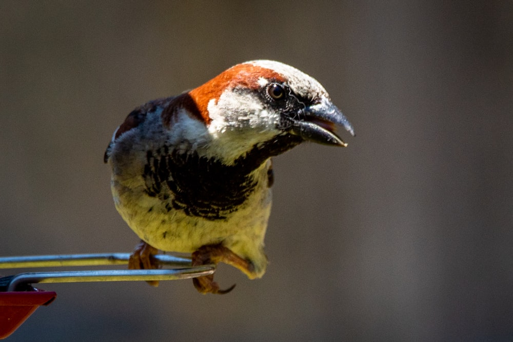 white brown and blue bird