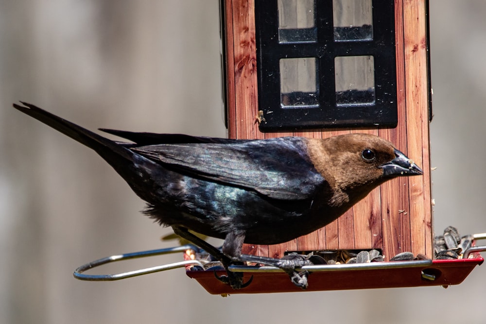 black and brown bird on brown wooden frame