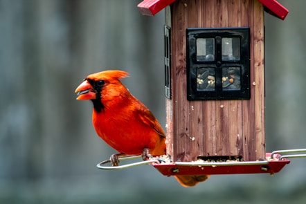a red bird perched on a bird feeder